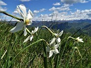 36 Narcisi rivolti verso le Prealpi Orobie